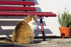 fluffy domestic cat near a red bench