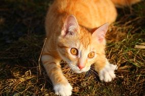playing tabby red cat