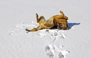 German Shepherd in snow