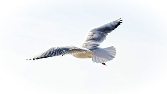 Black Headed Seagull in flight