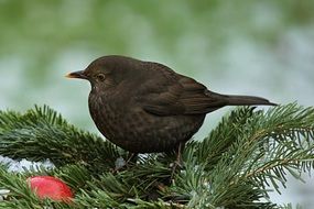 black song thrush