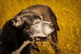 big dog in the sun