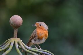Erithacus Rubecula bird