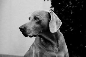 Dog looking to the side