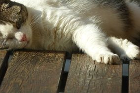 sleeping cat on the outdoor