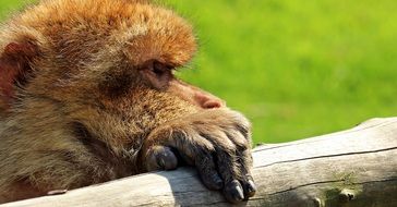 Barbary Ape Monkey Primate holding wooden log