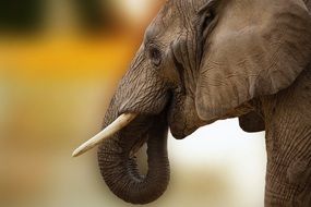 Beautiful elephant in Africa