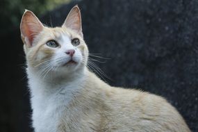 white ginger beautiful cat