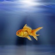 goldfish under water