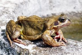 wild frog outdoors