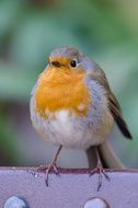 perfect beautiful Robin Bird