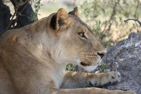 stately african lioness in the wild