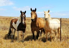 three Horses behind wire fence