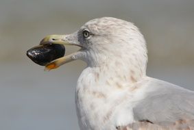 Seagull with stone in its beak