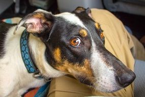 portrait of a dog with big eyes