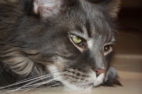 domestic cat with sad eyes close up