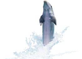 Dolphin in a pose