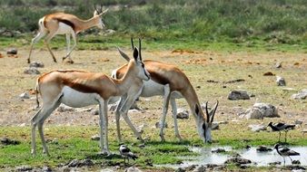 springbok in the national park