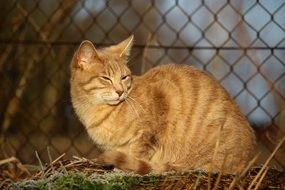 portrait of domestic cat relaxing in evening lights