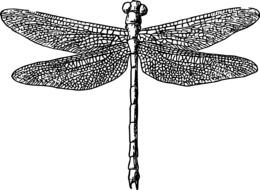 Illustration of dragonfly