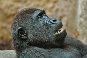 black monkey in the zoo in Munich