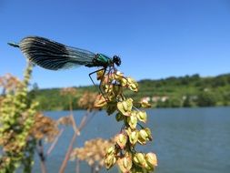 black and blue Dragonfly in wild