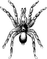 Black and white spider clipart