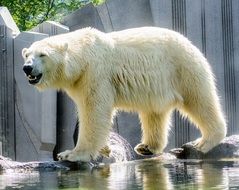 white polar bear at the zoo