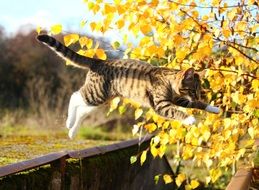 Cat and leaves