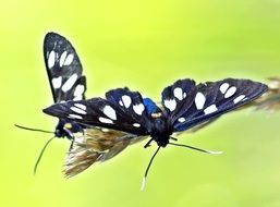 spotted moths on a blade of grass