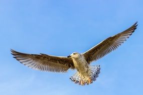 soaring grey seagull