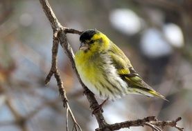Fluffy eurasian siskin