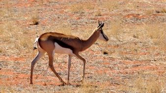 springbok in the national park of Namibia