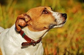 jack russell terrier on an autumn meadow