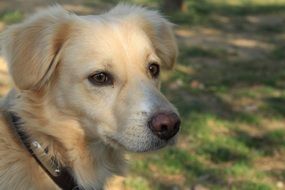 portrait of a bright dog in the park