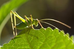 gorgeous beautiful Grasshopper
