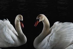 Couple of white swans