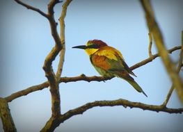 european bee-eater on a branch