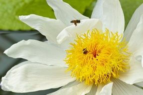 insects on white lotus
