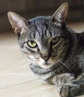 Grey green eyed feline