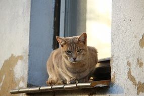 cat sitting on the window sill