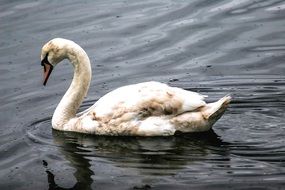 the white swan is swimming in the pond