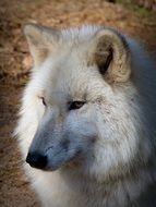 white fluffy wolf