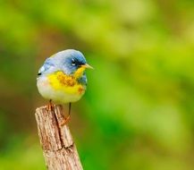 warbler on a wooden stick