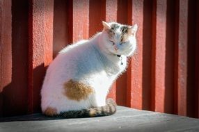 dreamy domestic cat outdoor