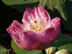 lotus flower in Vietnam