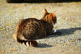domestic mackerel cat lying on ground
