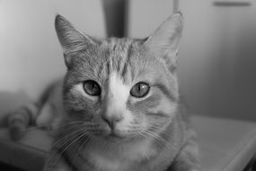 cat look into the distance