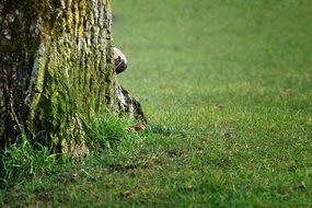 puppy from behind a tree