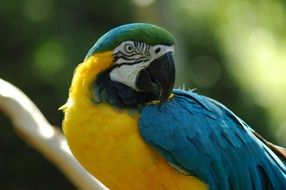 beak of a parrot close up